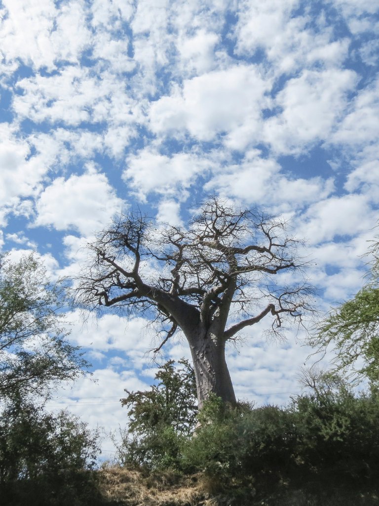 02-Big Baobab tree.jpg - Big Baobab tree